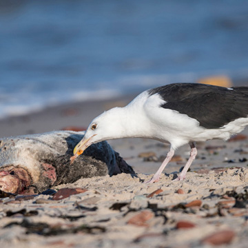 Great Black-backed Gull