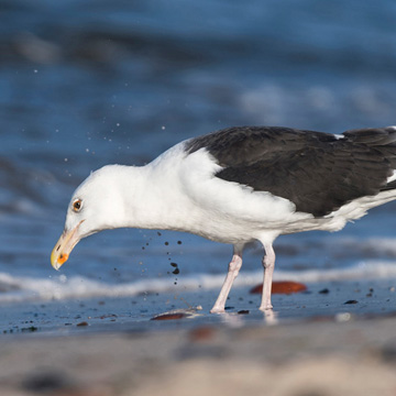 Great Black-backed Gull