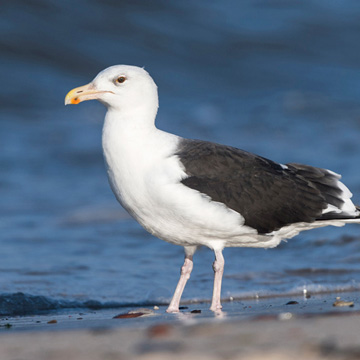 Great Black-backed Gull