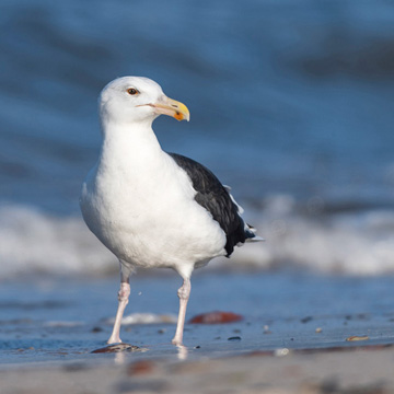 Great Black-backed Gull