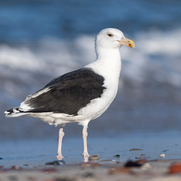 Great Black-backed Gull