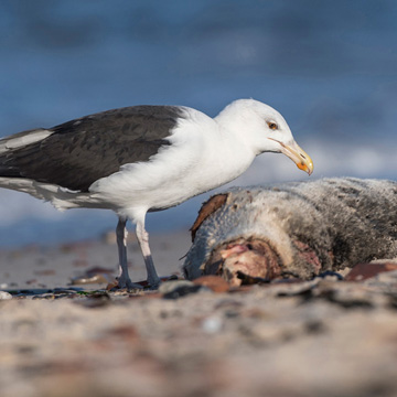 Great Black-backed Gull