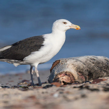 Great Black-backed Gull