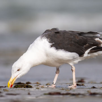 Great Black-backed Gull