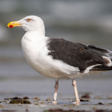 Great Black-backed Gull