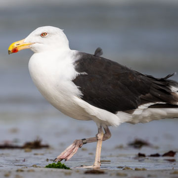 Great Black-backed Gull