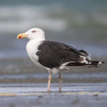 Great Black-backed Gull