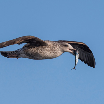 Yellow-legged Gull