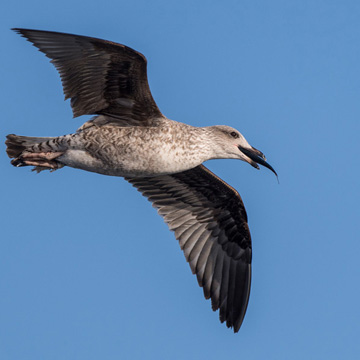 Yellow-legged Gull