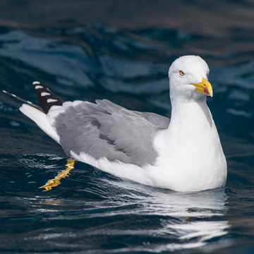 Yellow-legged Gull