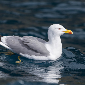 Yellow-legged Gull