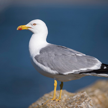 Yellow-legged Gull