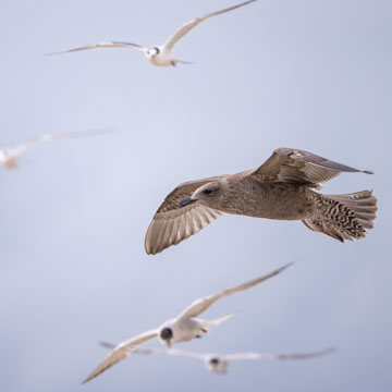 American Herring Gull