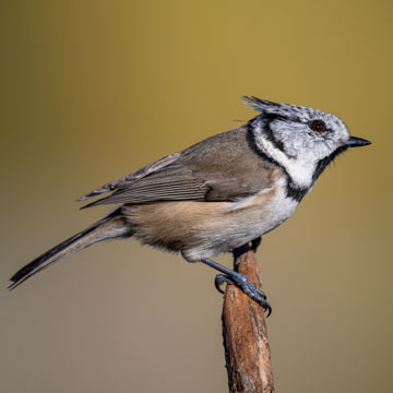 Crested Tit