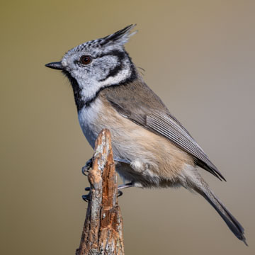 Crested Tit