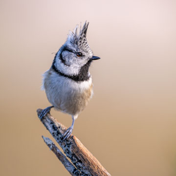 Crested Tit