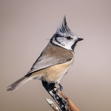 Crested Tit