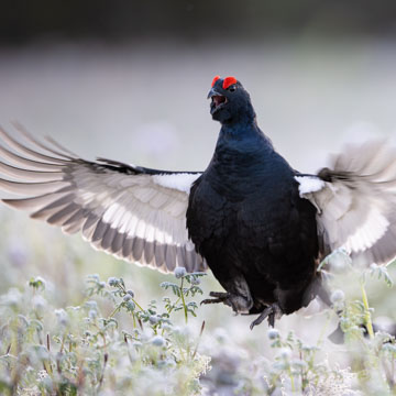 Black Grouse