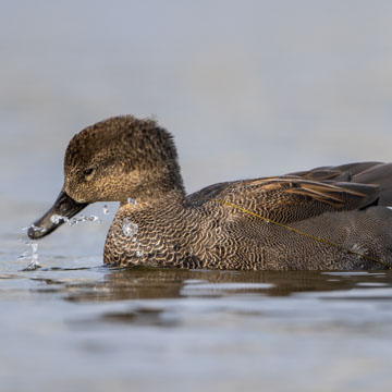 Gadwall