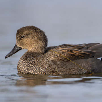 Gadwall