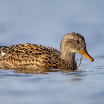 Gadwall