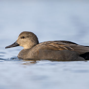 Gadwall