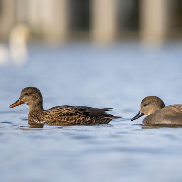 Gadwall