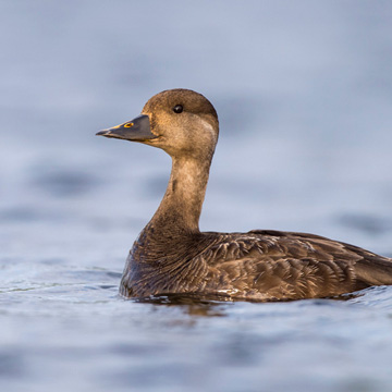 Common Scoter