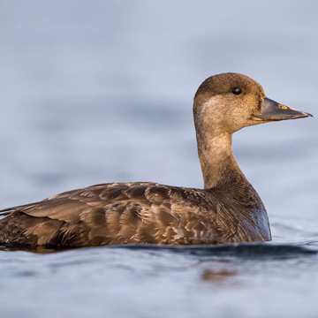 Common Scoter