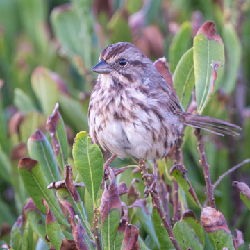 Song Sparrow