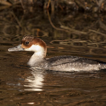 Smew