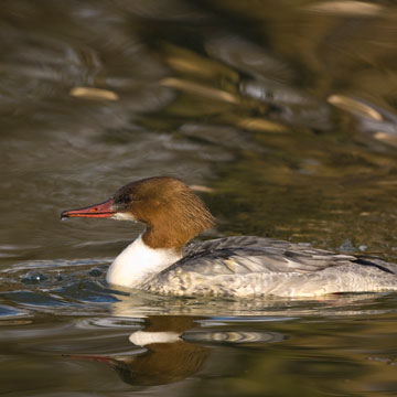 Gänsesäger