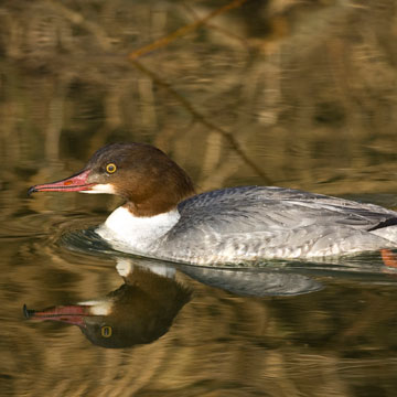 Gänsesäger