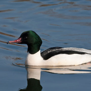 Common Merganser