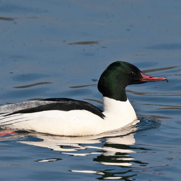 Common Merganser