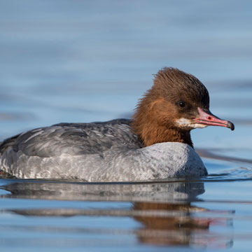 Common Merganser