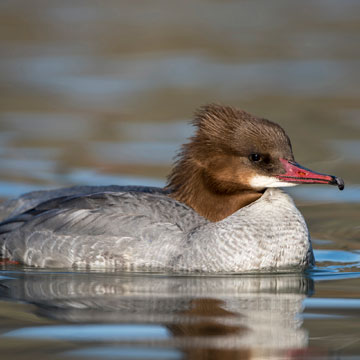 Common Merganser