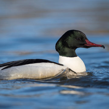 Common Merganser