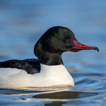 Common Merganser