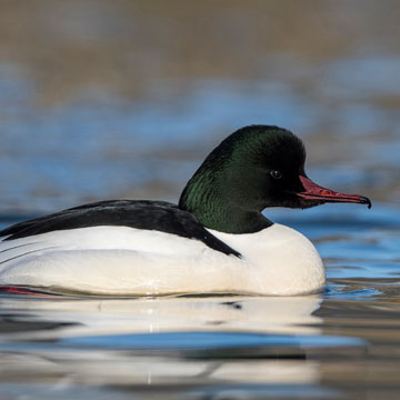 Common Merganser