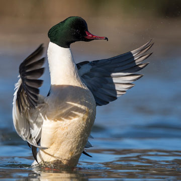 Common Merganser