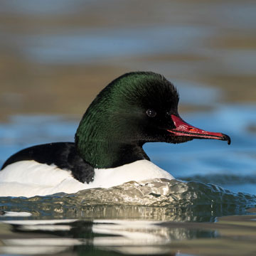 Common Merganser