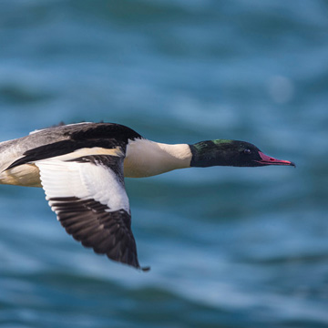 Common Merganser