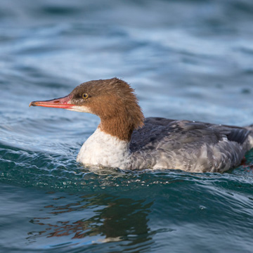 Common Merganser