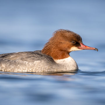 Gänsesäger