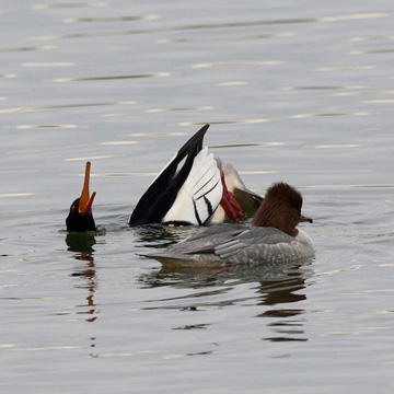 Red-breasted Merganser