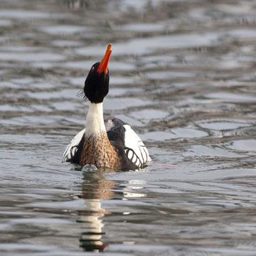 Red-breasted Merganser