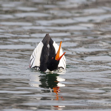 Red-breasted Merganser