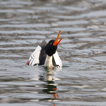 Red-breasted Merganser