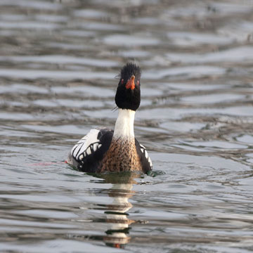 Red-breasted Merganser